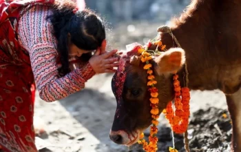 यमपञ्चक अर्थात् तिहारको तेस्रो दिन आज गाईको पूजाआजा गरी मनाइँदै