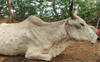 पर्सामा पनि देखियो लम्पीस्किन रोग