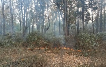 डढेलोले वन सखाप, स्वास्थ्यमा खराब