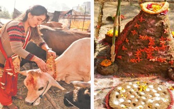 गोवर्द्धन, बली, गोरु र हलि पूजा