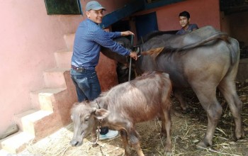 बैतडीमा खोरेत रोगको संक्रमण फैलियो