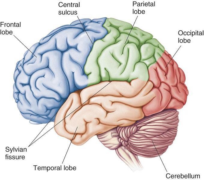 मतिष्क एक महत्वपुर्ण अङ्ग,  यसलाई कसरी संरक्षण  गर्ने ? 