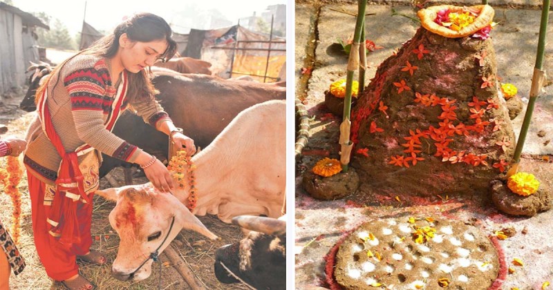 गोवर्द्धन, बली, गोरु र हलि पूजा