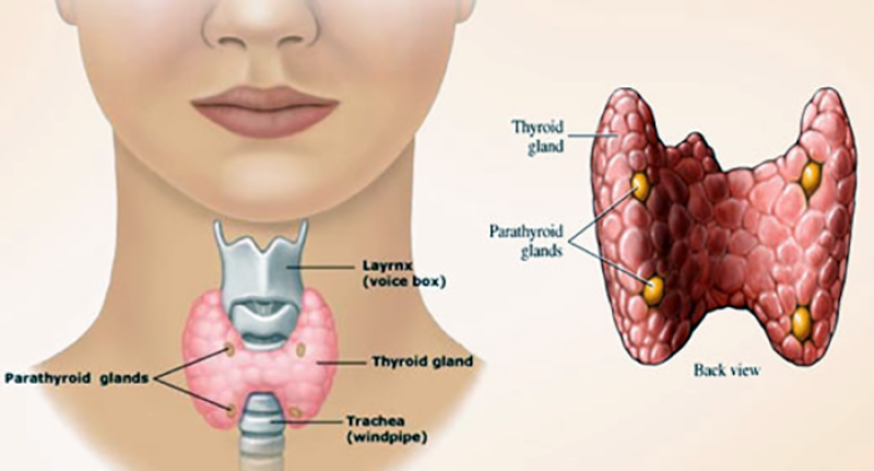 थाइराइड क्यान्सरबारे जानकार बनौं 