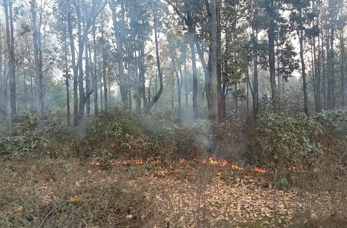 डढेलोले वन सखाप, स्वास्थ्यमा खराब